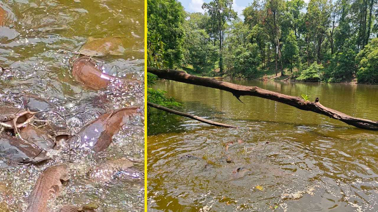 Pukri Lake of Jayanti : জয়ন্তী পুকরি পাহাড়ি লেকের মাছ খেলে মৃত্যু হতে পারে! যেখানে জল কখনো শুকায় না